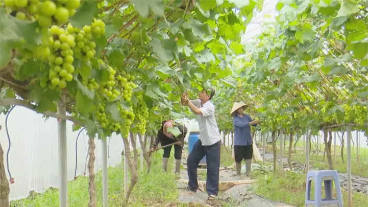 Mô hình trồng nho hướng đến phát triển du lịch cộng đồng
